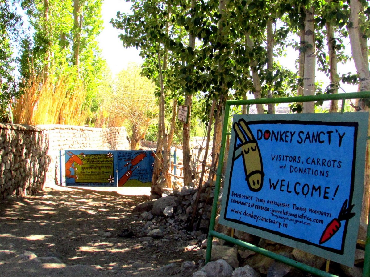 Donkey Sanctuary- sheet2